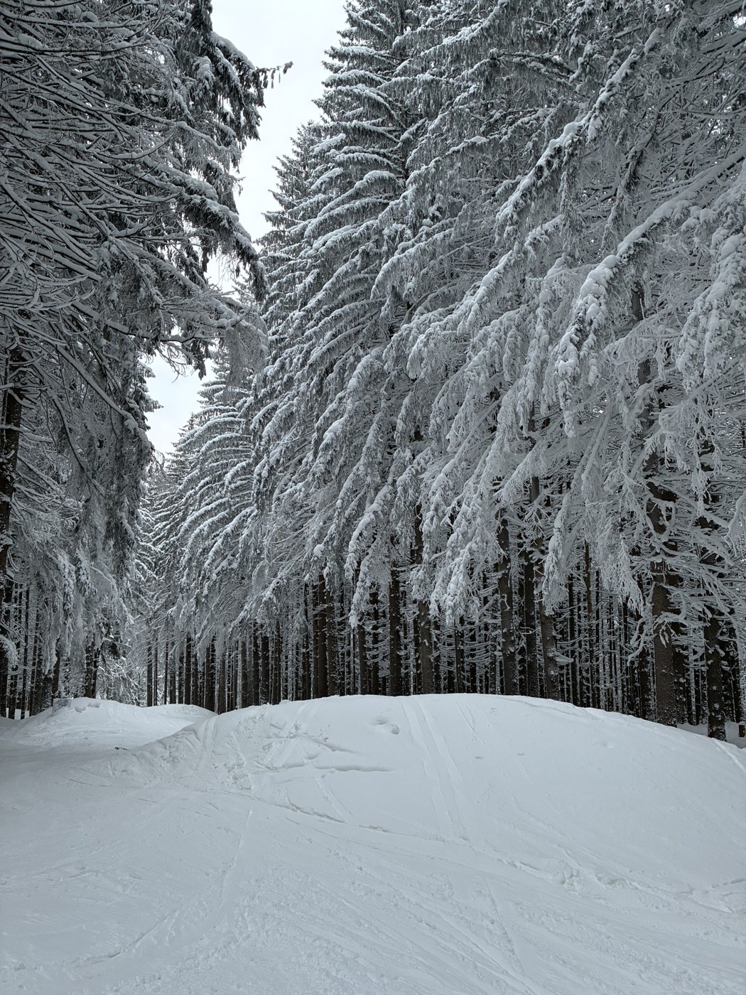 A snowy ski run cutting through frosted pines
